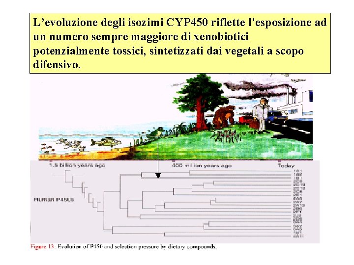 L’evoluzione degli isozimi CYP 450 riflette l’esposizione ad un numero sempre maggiore di xenobiotici