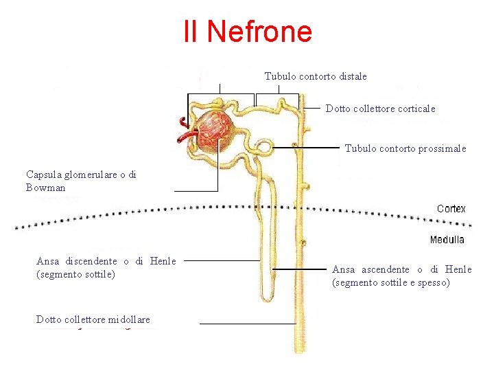 Il Nefrone Tubulo contorto distale Dotto collettore corticale Tubulo contorto prossimale Capsula glomerulare o