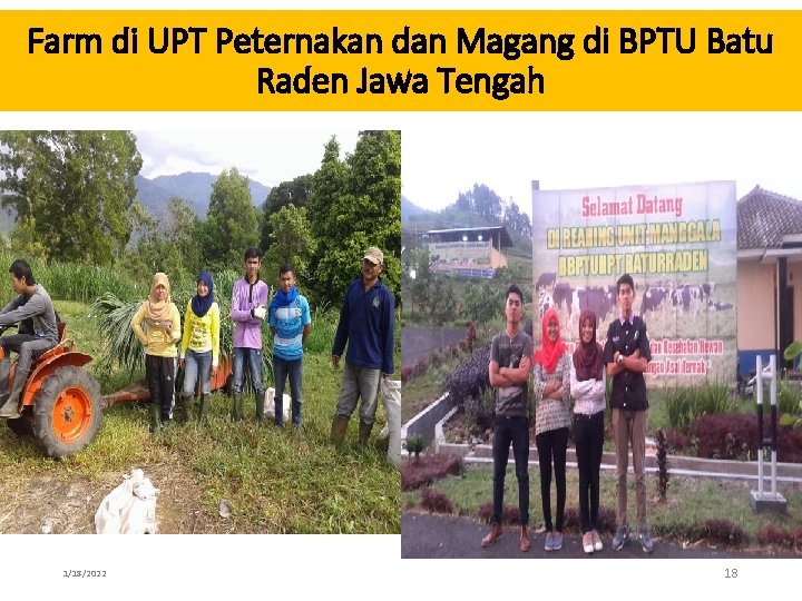 Farm di UPT Peternakan dan Magang di BPTU Batu Raden Jawa Tengah 1/18/2022 18