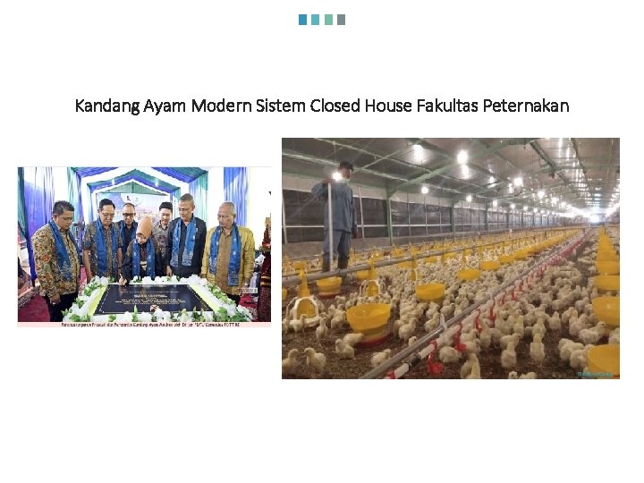 Kandang Ayam Modern Sistem Closed House Fakultas Peternakan 