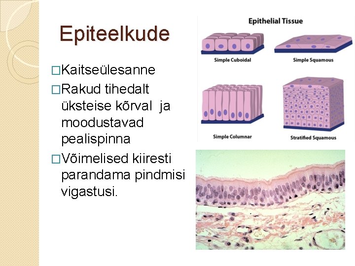 Epiteelkude �Kaitseülesanne �Rakud tihedalt üksteise kõrval ja moodustavad pealispinna �Võimelised kiiresti parandama pindmisi vigastusi.