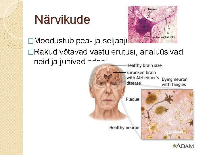 Närvikude �Moodustub pea- ja seljaaju. �Rakud võtavad vastu erutusi, analüüsivad neid ja juhivad edasi.