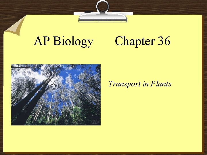 AP Biology Chapter 36 Transport in Plants 