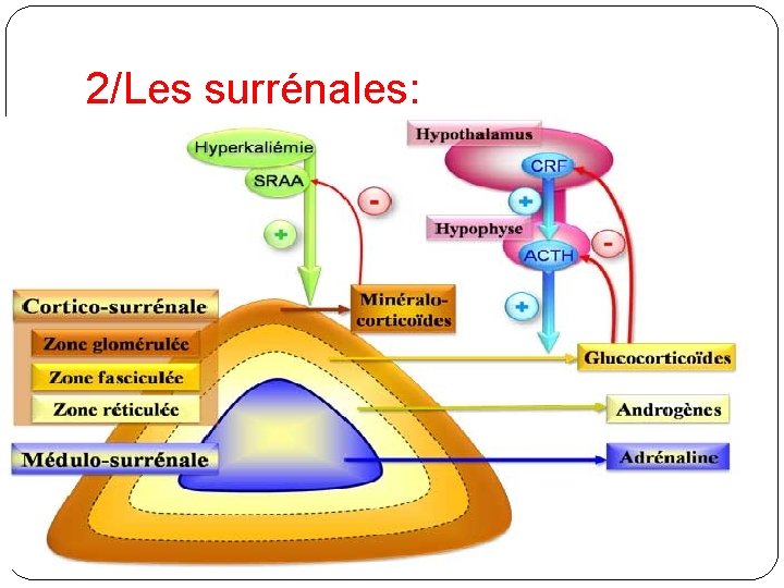 2/Les surrénales: 