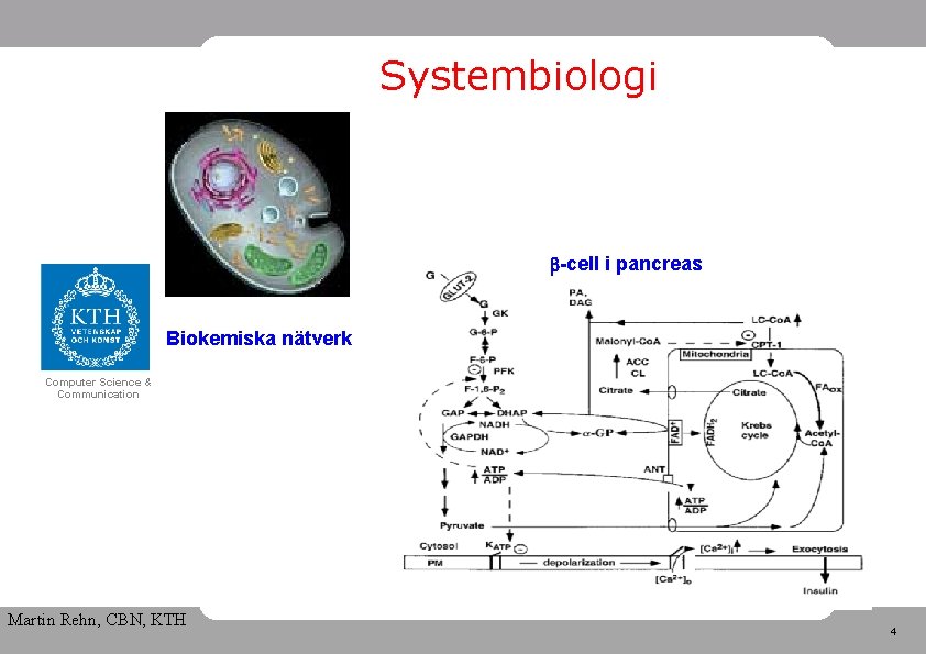 Systembiologi -cell i pancreas Biokemiska nätverk Computer Science & Communication Martin Rehn, CBN, KTH