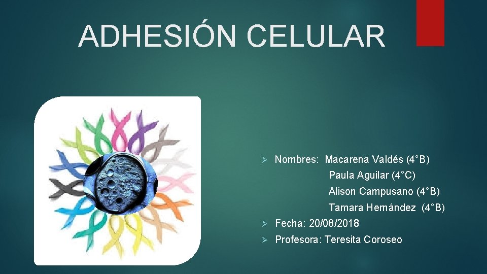 ADHESIÓN CELULAR Ø Nombres: Macarena Valdés (4°B) Paula Aguilar (4°C) Alison Campusano (4°B) Tamara