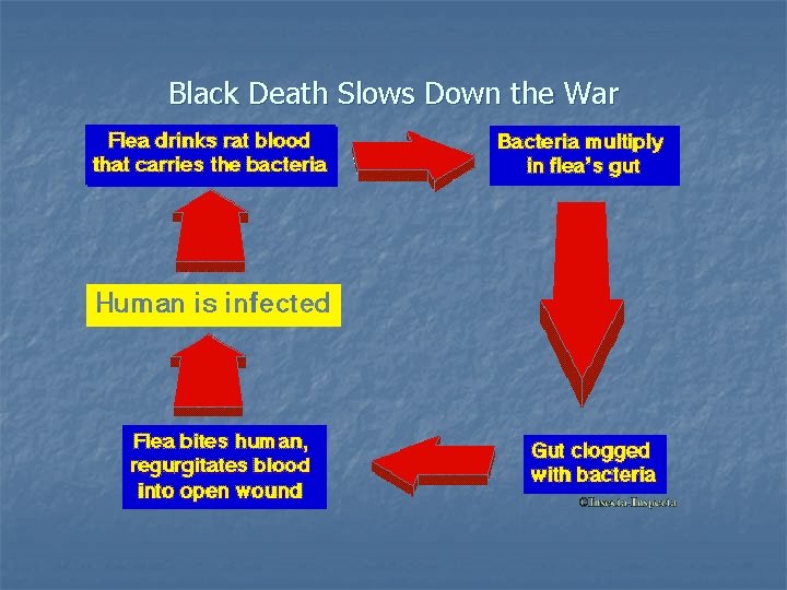Black Death Slows Down the War 