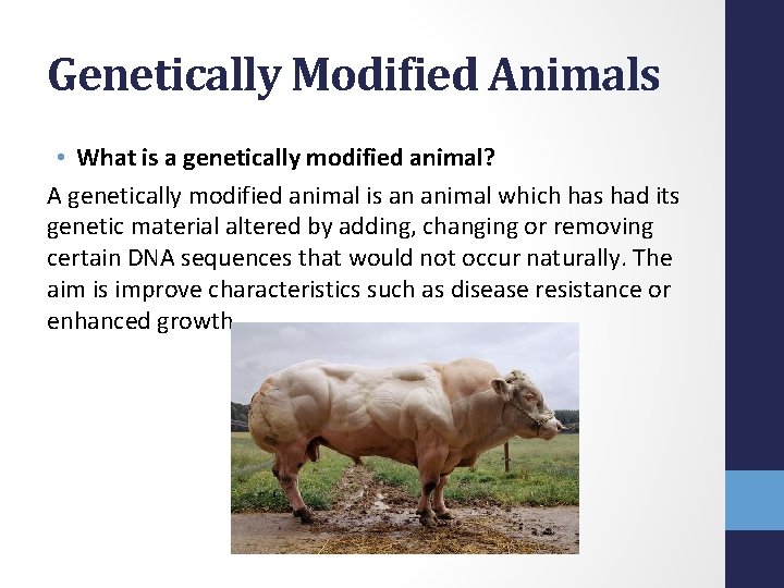 Genetically Modified Animals • What is a genetically modified animal? A genetically modified animal