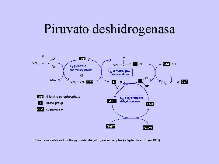 Piruvato deshidrogenasa 