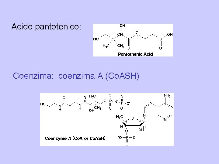 Acido pantotenico: Coenzima: coenzima A (Co. ASH) 