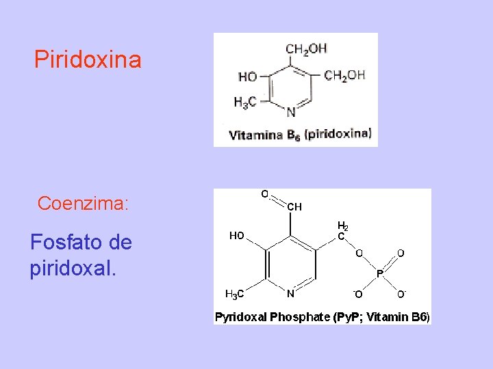 Piridoxina Coenzima: Fosfato de piridoxal. 