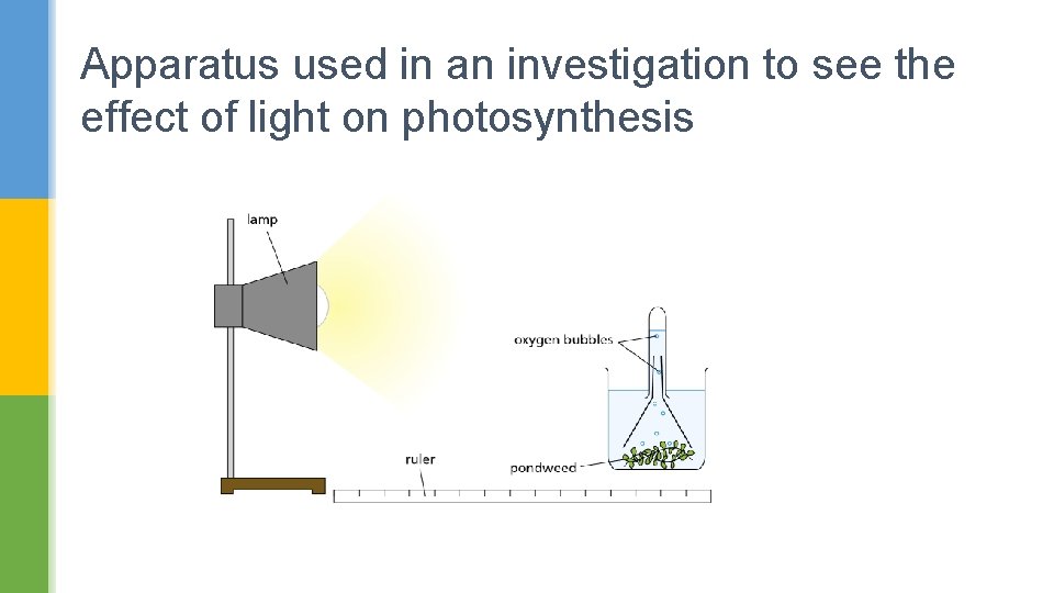Apparatus used in an investigation to see the effect of light on photosynthesis 