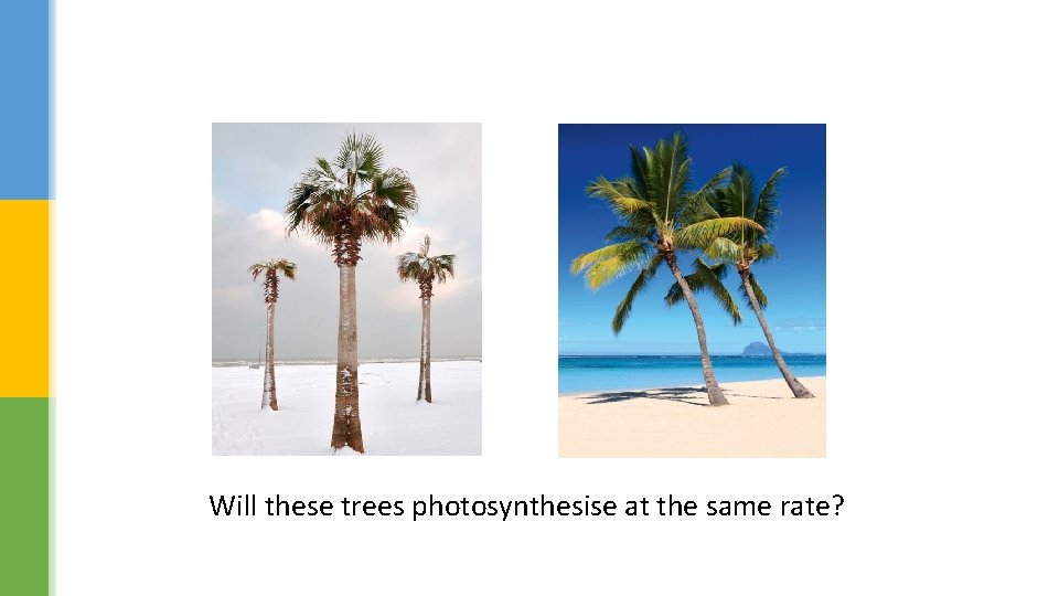 Will these trees photosynthesise at the same rate? 