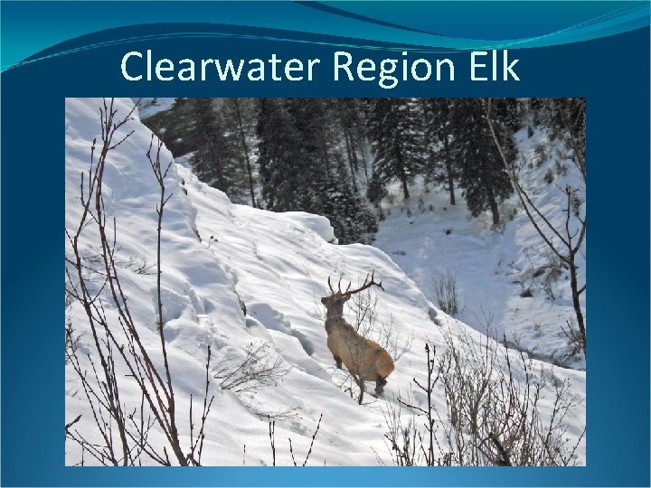 Clearwater Region Elk 