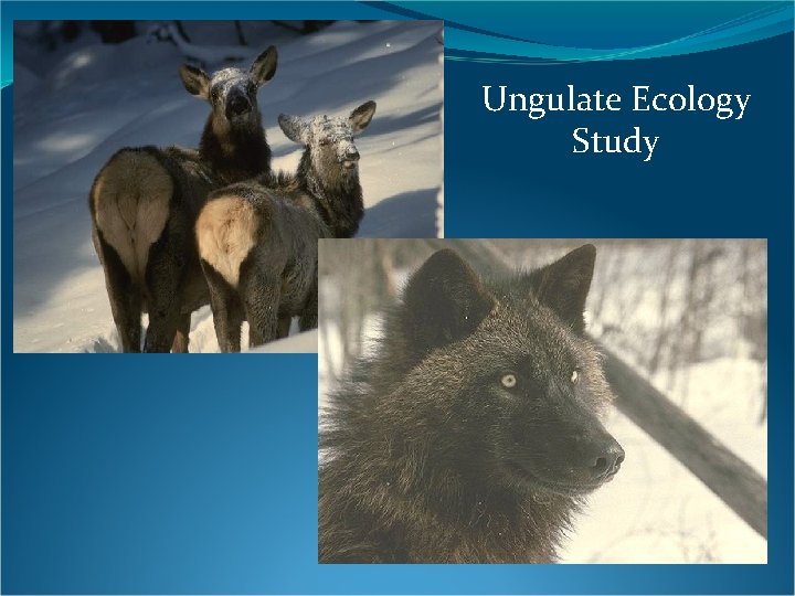 Ungulate Ecology Study 