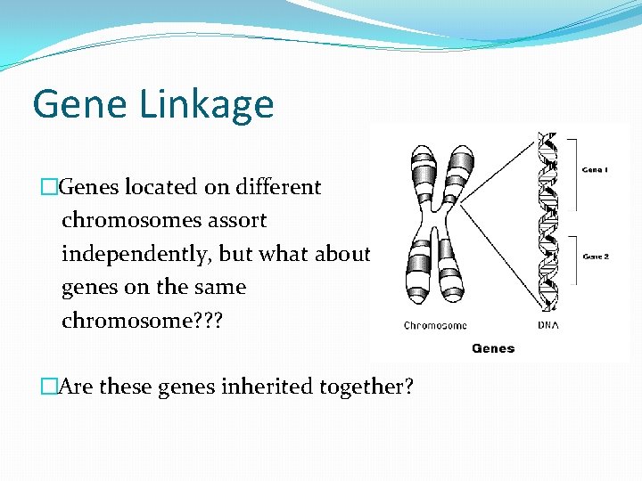 Gene Linkage �Genes located on different chromosomes assort independently, but what about genes on