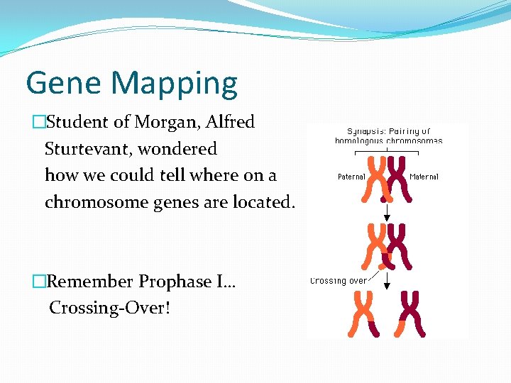Gene Mapping �Student of Morgan, Alfred Sturtevant, wondered how we could tell where on