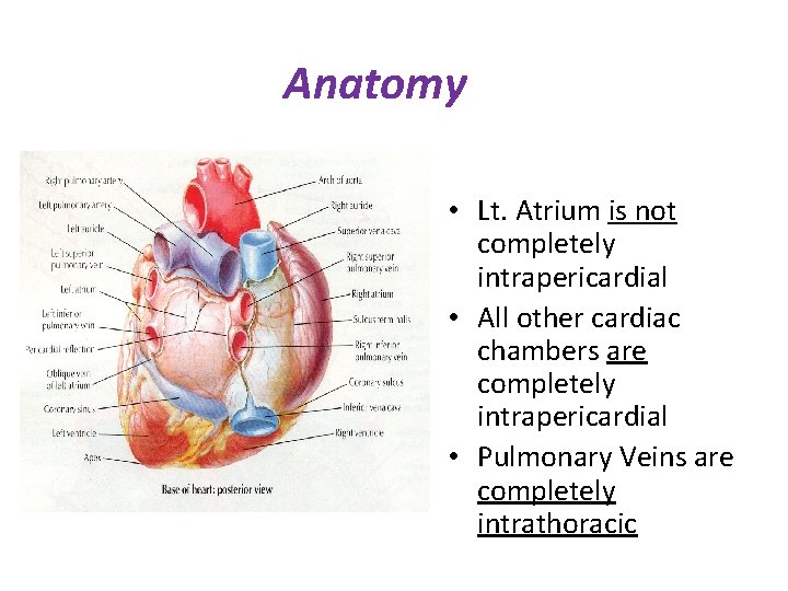 Anatomy • Lt. Atrium is not completely intrapericardial • All other cardiac chambers are