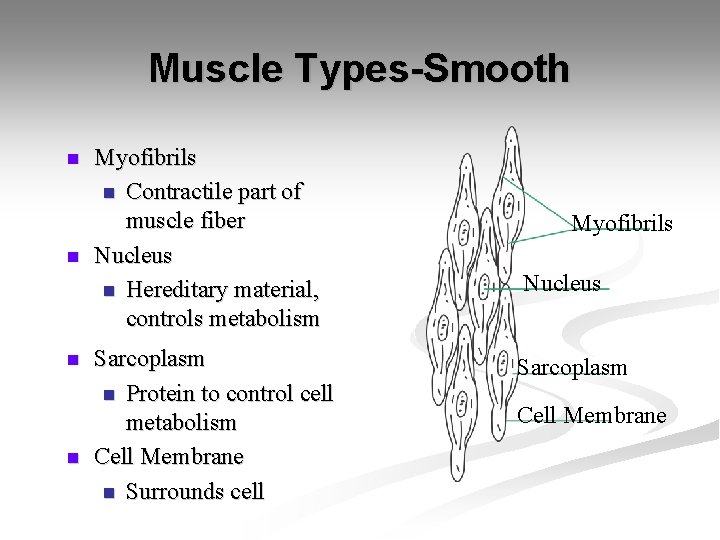 Muscle Types-Smooth n n Myofibrils n Contractile part of muscle fiber Nucleus n Hereditary