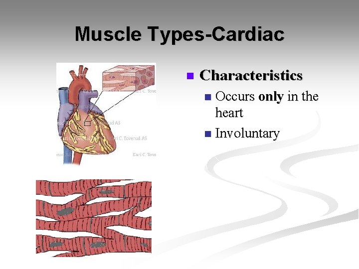Muscle Types-Cardiac n Characteristics Occurs only in the heart n Involuntary n 