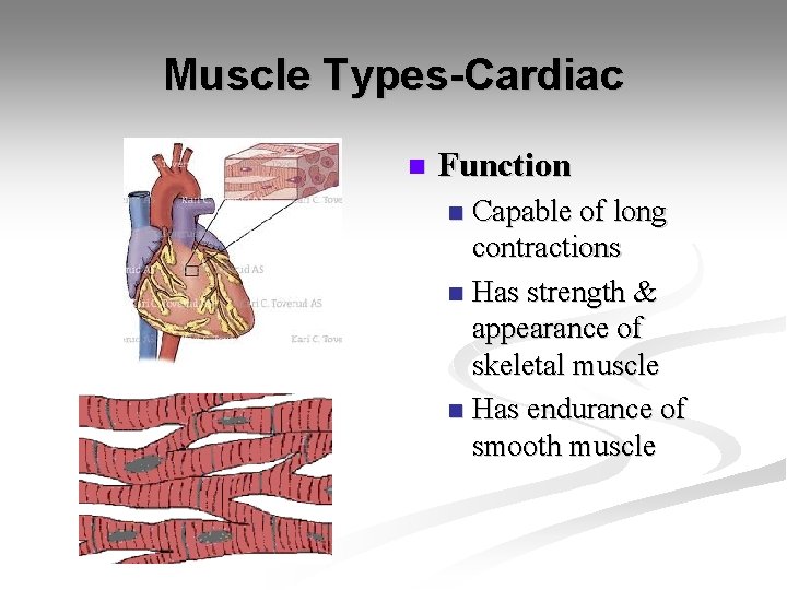 Muscle Types-Cardiac n Function Capable of long contractions n Has strength & appearance of
