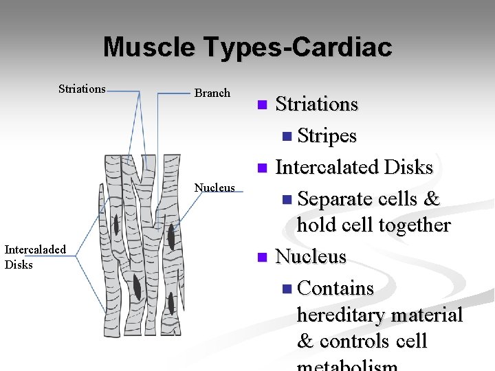 Muscle Types-Cardiac Striations Branch Nucleus Intercaladed Disks Striations n Stripes n Intercalated Disks n