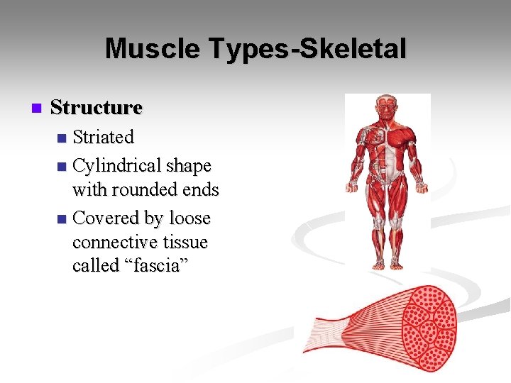 Muscle Types-Skeletal n Structure Striated n Cylindrical shape with rounded ends n Covered by