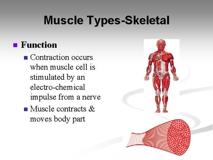 Muscle Types-Skeletal n Function Contraction occurs when muscle cell is stimulated by an electro-chemical