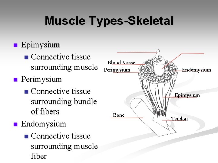 Muscle Types-Skeletal n n n Epimysium n Connective tissue surrounding muscle Perimysium n Connective