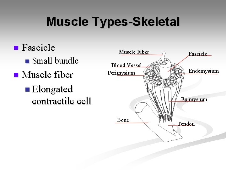 Muscle Types-Skeletal n Fascicle n n Small bundle Muscle fiber n Elongated contractile cell