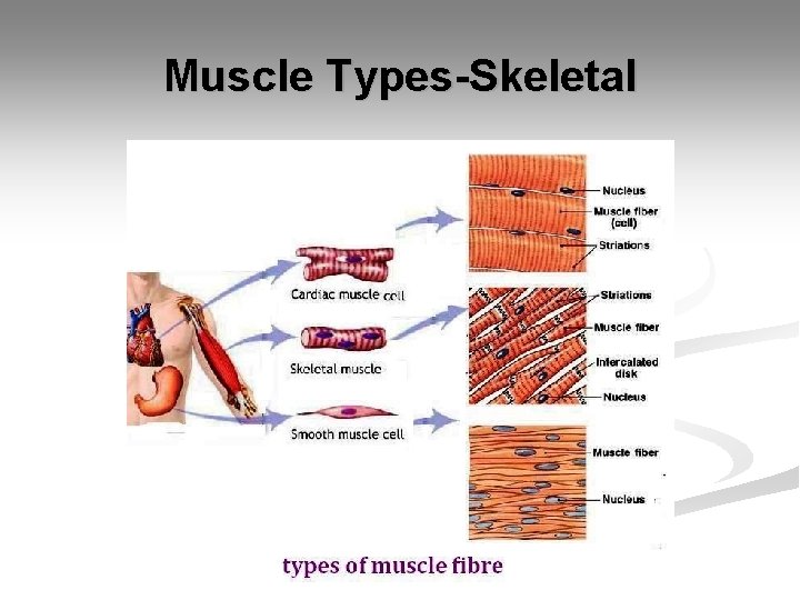 Muscle Types-Skeletal 