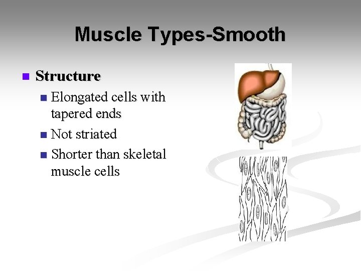 Muscle Types-Smooth n Structure Elongated cells with tapered ends n Not striated n Shorter