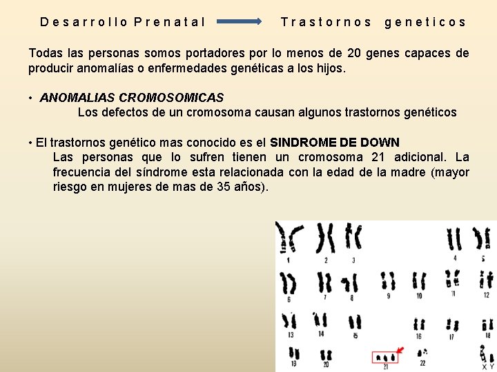 Desarrollo Prenatal Trastornos geneticos Todas las personas somos portadores por lo menos de 20 Desarrollo Prenatal Trastornos geneticos Todas las personas somos portadores por lo menos de 20