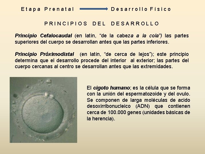 Etapa Prenatal PRINCIPIOS Desarrollo Físico DEL DESARROLLO Principio Cefalocaudal (en latín, “de la cabeza Etapa Prenatal PRINCIPIOS Desarrollo Físico DEL DESARROLLO Principio Cefalocaudal (en latín, “de la cabeza