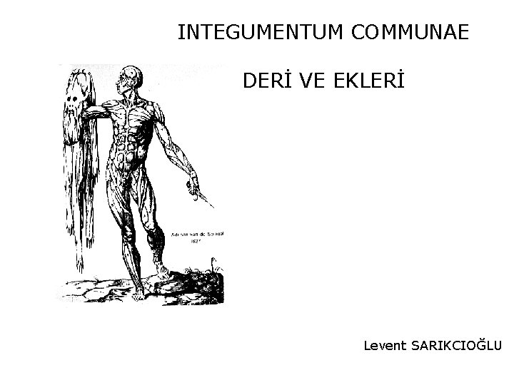 INTEGUMENTUM COMMUNAE DERİ VE EKLERİ Levent SARIKCIOĞLU 