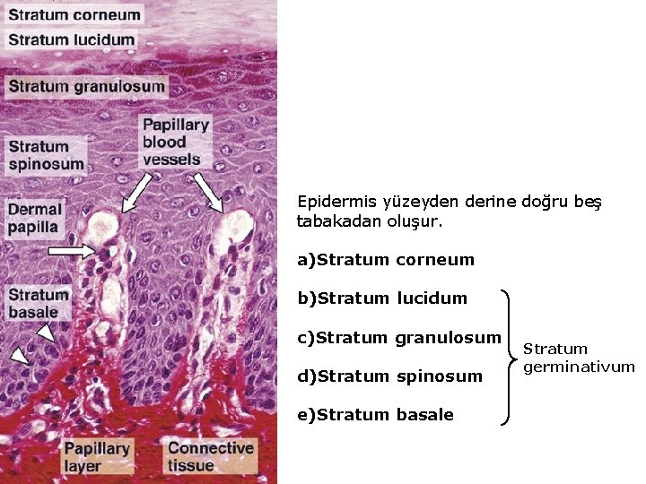 Epidermis yüzeyden derine doğru beş tabakadan oluşur. a)Stratum corneum b)Stratum lucidum c)Stratum granulosum d)Stratum