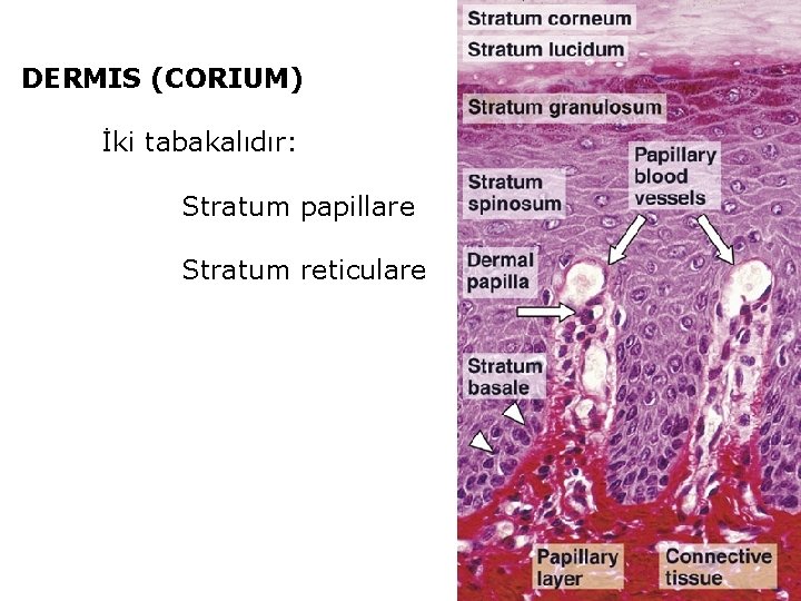 DERMIS (CORIUM) İki tabakalıdır: Stratum papillare Stratum reticulare 