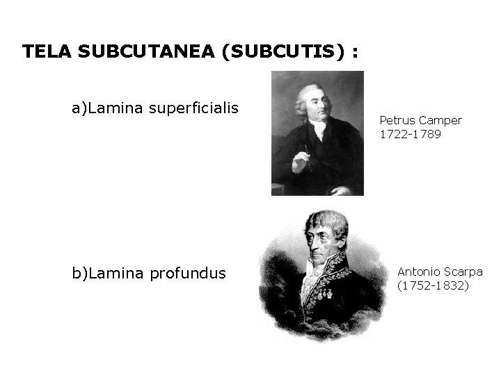 TELA SUBCUTANEA (SUBCUTIS) : a)Lamina superficialis b)Lamina profundus Petrus Camper 1722 -1789 Antonio Scarpa