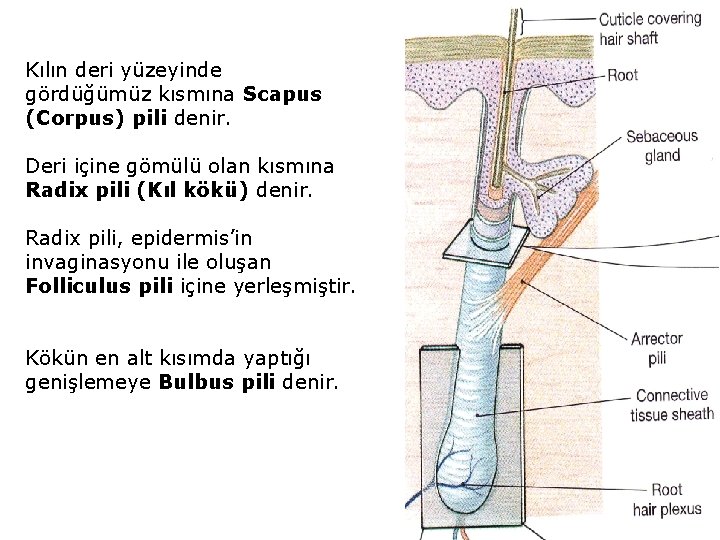 Kılın deri yüzeyinde gördüğümüz kısmına Scapus (Corpus) pili denir. Deri içine gömülü olan kısmına