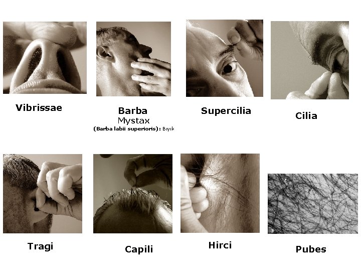 Vibrissae Barba Mystax Supercilia Cilia (Barba labii superioris): Bıyık Tragi Capili Hirci Pubes 