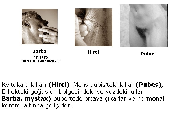 Barba Mystax Hirci Pubes (Barba labii superioris): Bıyık Koltukaltı kılları (Hirci), Mons pubis’teki kıllar