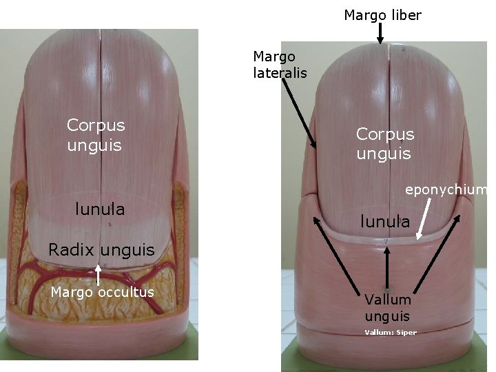 Margo liber Margo lateralis Corpus unguis eponychium lunula Radix unguis Margo occultus Vallum unguis