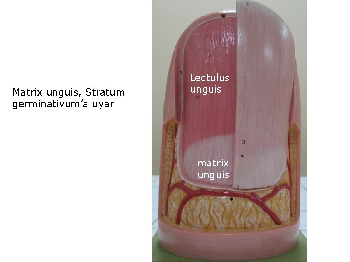 Matrix unguis, Stratum germinativum’a uyar Lectulus unguis matrix unguis 
