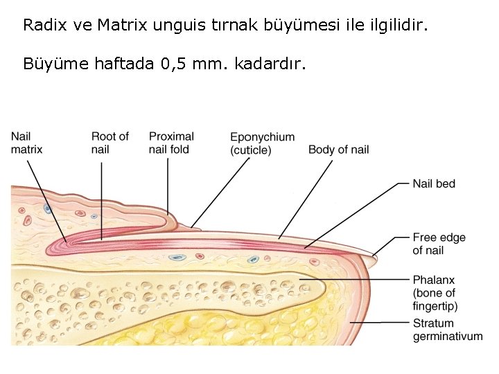 Radix ve Matrix unguis tırnak büyümesi ile ilgilidir. Büyüme haftada 0, 5 mm. kadardır.