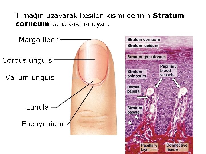 Tırnağın uzayarak kesilen kısmı derinin Stratum corneum tabakasına uyar. Margo liber Corpus unguis Vallum