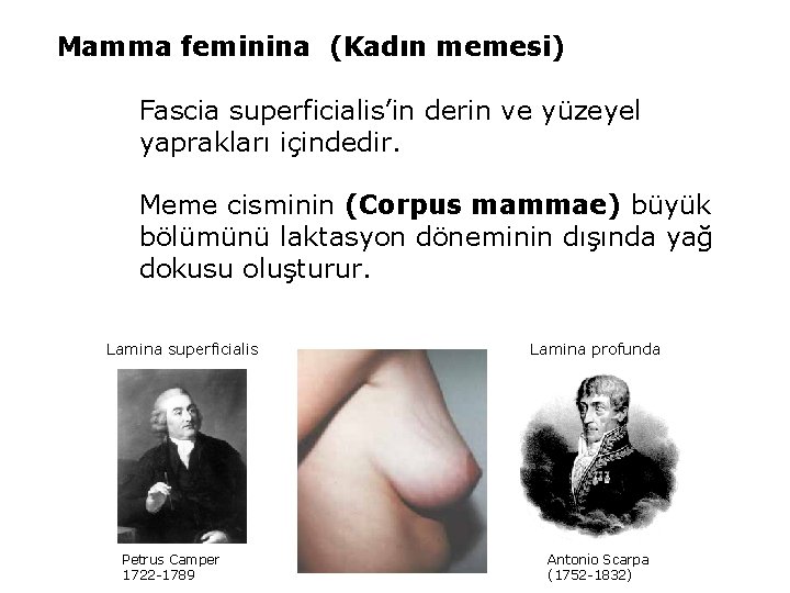 Mamma feminina (Kadın memesi) Fascia superficialis’in derin ve yüzeyel yaprakları içindedir. Meme cisminin (Corpus