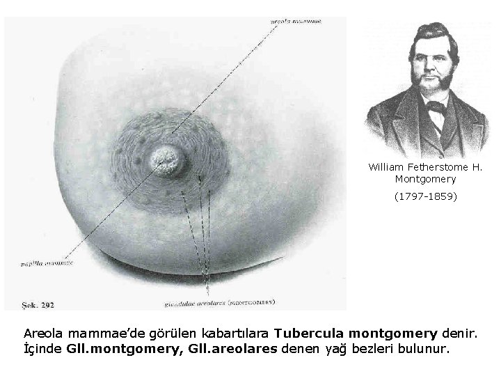 William Fetherstome H. Montgomery (1797 -1859) Areola mammae’de görülen kabartılara Tubercula montgomery denir. İçinde