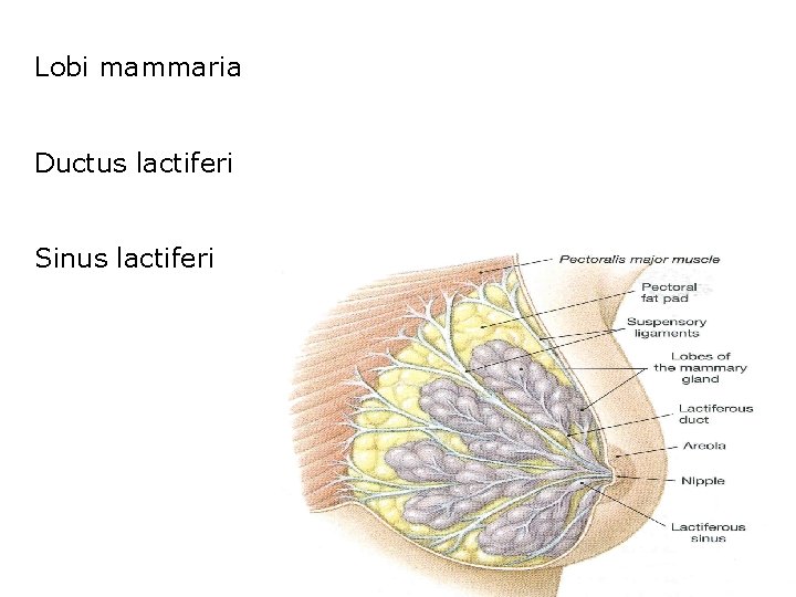 Lobi mammaria Ductus lactiferi Sinus lactiferi 