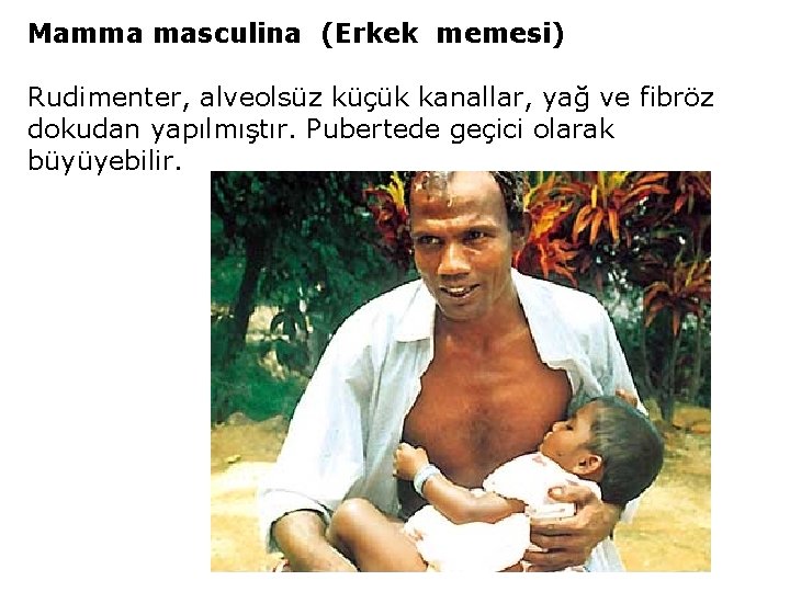 Mamma masculina (Erkek memesi) Rudimenter, alveolsüz küçük kanallar, yağ ve fibröz dokudan yapılmıştır. Pubertede