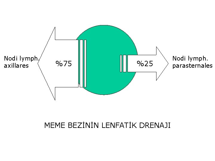 Nodi lymph. axillares %75 %25 MEME BEZİNİN LENFATİK DRENAJI Nodi lymph. parasternales 